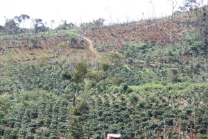 Nhiều diện tích đất rừng ở Đắk Nông bị phá và cấp quyền sử dụng đất sai quy định