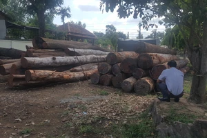 Hàng chục khối gỗ lậu của Phượng “râu” bị cơ quan công an thu giữ
