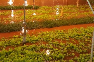 Mưa lớn khiến nhiều vườn rau của người dân phường 9, TP Đà Lạt bị ngập