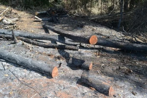 Nhiều diện tích rừng ở Công ty Lâm nghiệp Quảng Sơn bị tàn phá