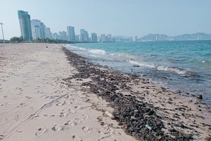 Dầu đen vón cục dạt vào bờ biển Nha Trang rải rác khoảng 2km