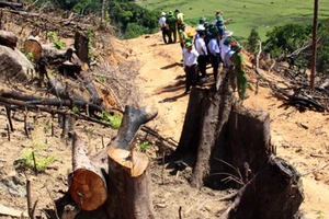 Một doanh nghiệp chứa khoảng 30m³ gỗ nghi gỗ rừng bị tàn phá ở An Lão