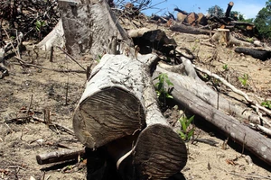 Khởi tố vụ án tàn phá trên 43ha rừng tự nhiên ở Bình Định