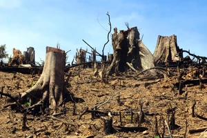 Bình Định đã ra Quyết định khởi tố hình sự vụ phá 60,9 ha rừng tự nhiên tại An Lão