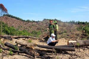 Thêm 20ha rừng bị lâm tặc tàn phá tại Bình Định
