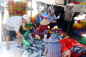 Ngư dân Bình Định trúng đậm cá ngừ, thu về tiền tỷ