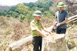 Kỷ luật nhiều kiểm lâm trong vụ tàn phá 61 ha rừng tại Bình Định