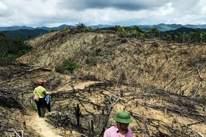 Khởi tố vụ 21ha rừng phòng hộ tại Đắk Mang, Bình Định bị phá 
