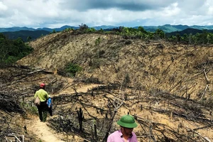 Rừng lại "biến mất" ở Bình Định: Trách nhiệm lớn nhất thuộc về chủ rừng