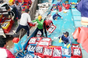 Ngư dân Bình Định trúng đậm vụ cá đầu năm