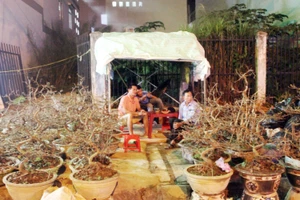 Chủ mai Bình Định “đổ bộ” QL1 chong đèn, dựng lều chào bán mai tết sớm