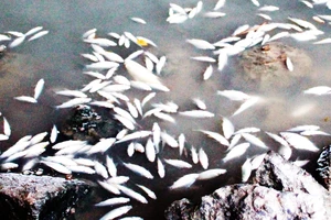 Làm rõ nguyên nhân cá chết trắng sông Bàu Giang