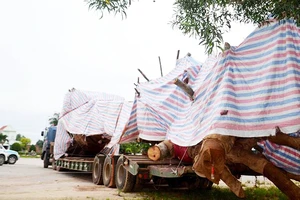 CSGT tỉnh Quảng Ngãi tạm giữ xe chở cây “khủng” thiếu giấy tờ lưu hành đặc biệt