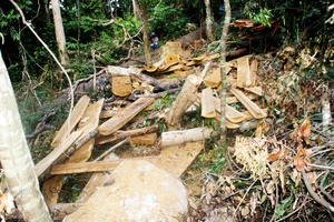 Công an vào cuộc điều tra vụ “xẻ thịt” rừng dổi cổ thụ tại Bình Định