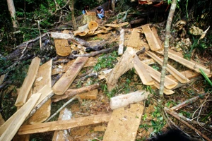 3 người phá rừng phòng hộ bị phạt 250 triệu đồng