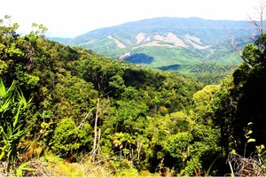 Hơn 300 tỷ đồng để tái thiết rừng ở Bình Định