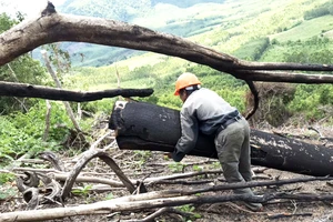 Hiện trường vụ phá rừng ở tiểu khu 235. Ảnh: NGỌC OAI