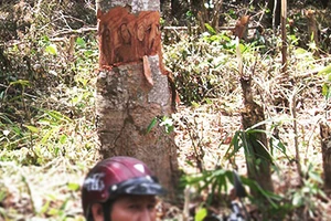 Phục hồi vụ án “tham ô” ở Ban quản lý rừng phòng hộ Sông Hinh