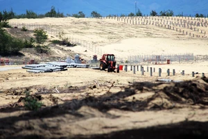 Bình Định chỉ đạo xử lý nghiêm vụ phá 5,26ha rừng phòng hộ ven biển 