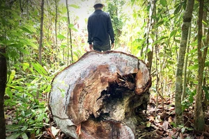 40 cây dầu rái cổ thụ bị “xẻ thịt” ở Quảng Ngãi: Kiểm điểm toàn Hạt Kiểm lâm