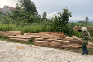 Nhà nhân viên bảo vệ rừng cất giấu 155 khúc gỗ rừng không phép