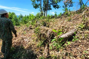 Bình Định: Phát hiện gần 12ha rừng bị tàn phá, lấn chiếm đất