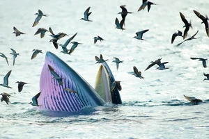 Nghiên cứu, bảo vệ đàn cá voi kiếm ăn 20 ngày ven biển Đề Gi