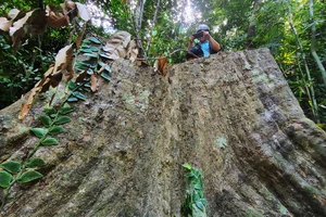 Hàng chục cây cổ thụ bị "xẻ thịt" giữa rừng phòng hộ: Mở rộng điều tra, làm rõ trách nhiệm chủ rừng