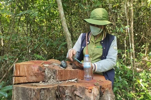 Cổ thụ bị "xẻ thịt" giữa rừng phòng hộ ở Bình Định: Biết rừng bị phá nhưng không báo cáo?