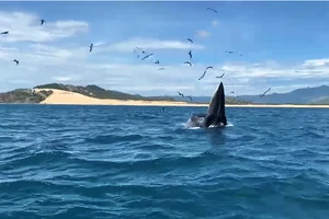 Cặp cá voi xuất hiện ở biển Đề Gi (Bình Định)