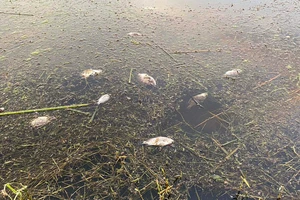 Xác định nguyên nhân cá chết ở đầm Trà Ổ, Bình Định