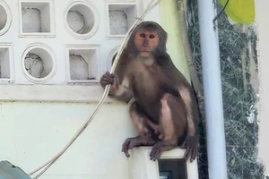 Khỉ xuất hiện, "náo loạn" nhà dân ở TP Tuy Hòa, Phú Yên