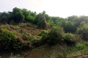 Khởi tố cựu bí thư huyện "gom" trên 138ha đất rừng phòng hộ ở Bình Định