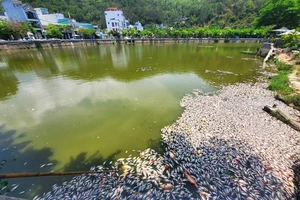 Cá chết nổi trắng hồ sinh thái giữa TP Quy Nhơn, Bình Định