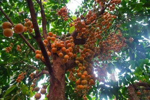 “Thủ phủ” cây ăn quả Hoài Ân tổ chức ngày hội nông sản
