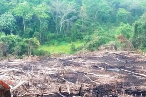 Phát hiện thêm 1 vụ phá rừng lấy đất làm rẫy ở Bình Định