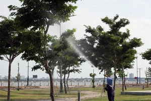 Phú Yên khẳng định các dự án trồng, chăm sóc cây xanh thực hiện đúng quy định