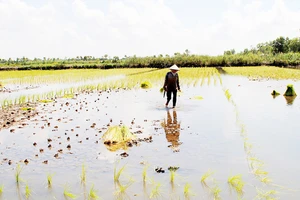 Vùng bán đảo Cà Mau: Lúa - tôm được mùa, được giá