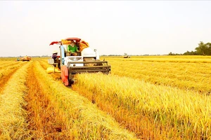 Giá lúa giảm mạnh - Thương lái bỏ cọc, nông dân chạy tìm đầu ra