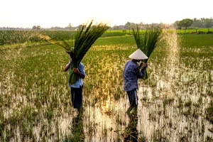 Đan cỏ thành tiền