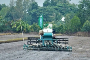 Nông dân huyện Vĩnh Thạnh, TP Cần Thơ xuống giống thí điểm vụ lúa thu đông thực hiện đề án 1 triệu ha lúa chất lượng cao