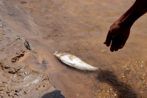 Ráo riết tìm nguyên nhân cá chết hàng loạt trên sông Bồng Miêu
