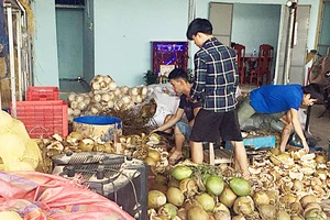 Dừa được gọt vỏ ngâm hóa chất tẩy trắng và đem đi tiêu thụ tại TP Đà Nẵng