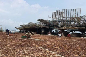 Ngư dân Quảng Nam kiếm tiền tỷ sau chuyến câu mực khơi