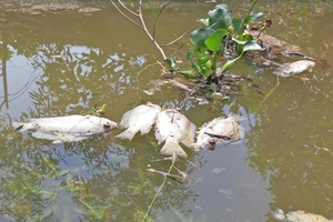 Phát hiện khoảng 1 tấn cá chết trên sông Bàn Thạch