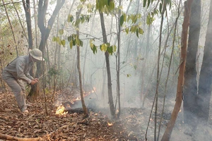 Khẩn trương hoàn chỉnh hồ sơ, khởi tố vụ án cháy rừng tại Quảng Nam