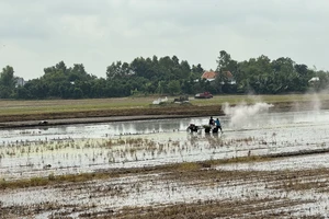  ĐBSCL: Nước đầu nguồn sông Cửu Long dâng cao, đề phòng sạt lở và ngập lụt