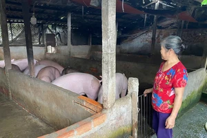 Long An: Ngăn chặn vận chuyển, buôn bán trái phép heo qua biên giới