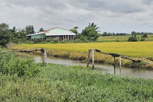 ĐBSCL: Triều cường kết hợp lũ, mưa lớn gây lở đê, sụp lún đường, ngập úng rau màu