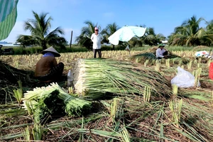 "Cây thoát nghèo" ở cù lao Tân Phú Đông